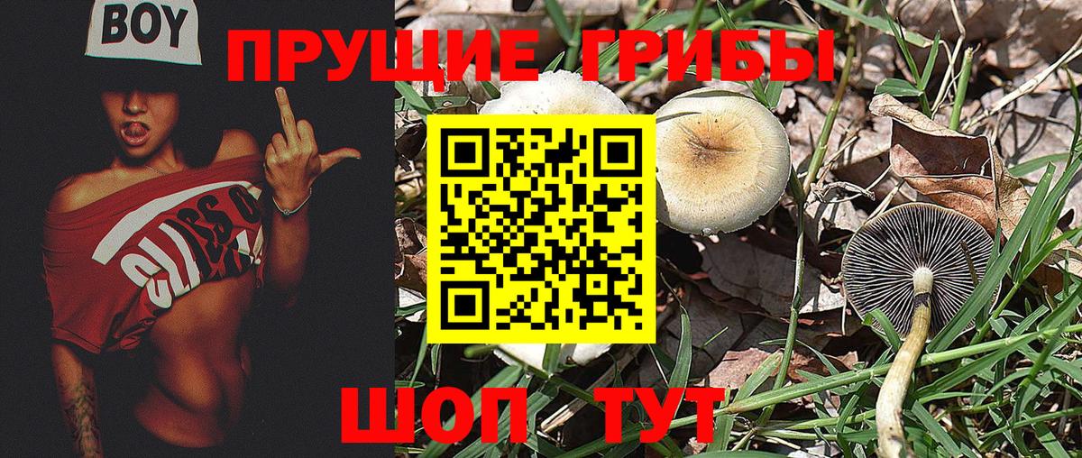 Галлюциногенные грибы Psilocybe Армавир
